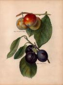 Plums Selection 1891-1894 Antique Mary Rivers Fruit Illustration-31.