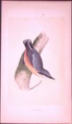 Nuthatch Bird- Rev Morris First Edition Antique Woodblock Engraving-59
