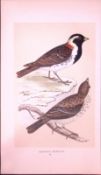Lapland Bunting Rev Morris First Edition Antique Woodblock Engraving-149