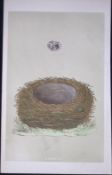 Rev Morris Yellow Hammer Bird Nest & Egg Antique Woodblock Engraving-22