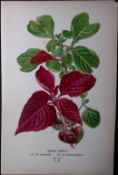 Beefsteak Plant Edward Step Rare Antique Botanical Book Plate-230