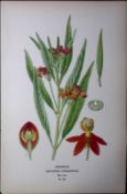 Redhead Flower Edward Step Rare Antique Botanical Book Plate-182