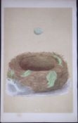 Rev Morris Blue Breast Bird Nest & Egg Antique Woodblock Engraving-39