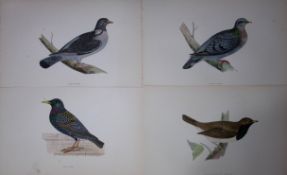 Job-Lot Rev Morris History of British Birds 130 Yrs-Old Antique Engravings-10
