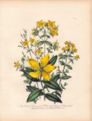 Rare 165-Yr-Old Antique Wildflower Gilt-Edged Illustration Jane Webb Loudon -16.
