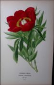 Common Peony Edward Step Rare Antique Botanical Book Plate-14