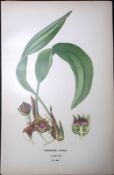 Cast Iron Plant Edward Step Rare Antique Botanical Book Plate-266