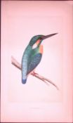 Kingfisher Bird- Rev Morris First Edition Antique Woodblock Engraving-46