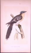 Great Spotted Cuckoo Bird- Rev Morris First Edition Antique Woodblock Engraving-123
