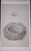 Rev Morris Jay Bird Nest & Egg Antique Woodblock Engraving-14