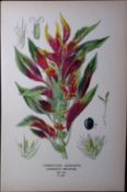 Variegated Amaranth Edward Step Rare Antique Botanical Book Plate-228