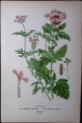 Vervain Edward Step Rare Antique Botanical Book Plate-220