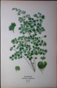 Maidenhair Fern Edward Step Rare Antique Botanical Book Plate-310