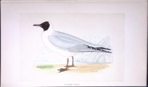 Masked Gull Bird- Rev Morris First Edition Antique Woodblock Engraving-202