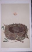 Rev Morris Redbreast Bird Nest & Egg Antique Woodblock Engraving-38