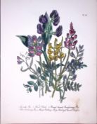 Rare 165-Yr-Old Antique Wildflower Gilt-Edged Illustration Jane Webb Loudon-29-A