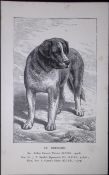 St Bernard British Dogs by Hugh Dalziel 1889 Antique Book Plate-44
