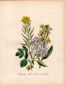 Rare 165-Yr-Old Antique Wildflower Gilt-Edged Illustration Jane Webb Loudon -12.