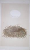 Rev Morris Marsh Warbler Bird Nest & Egg Antique Woodblock Engraving-2