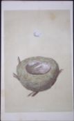 Rev Morris Goldfinch Bird Nest & Egg Antique Woodblock Engraving-5