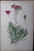 Rock Purslane Edward Step Rare Antique Botanical Book Plate-44
