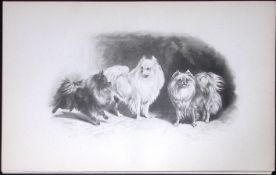 Pomeranians Antique Book Plate Rawdon Lee Modern Dogs 1894-19