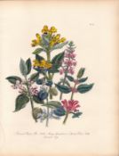 Rare 165-Yr-Old Antique Wildflower Gilt-Edged Illustration Jane Webb Loudon-51.