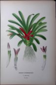 Karatas Scheremetiewi Plant Edward Step Rare Antique Botanical Book Plate-249