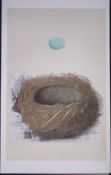 Rev Morris Alpine Accentor Bird Nest & Egg Antique Woodblock Engraving-68