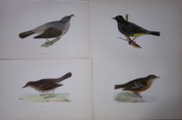 Job-Lot Rev Morris History of British Birds 130 Yrs-Old Antique Engravings-11