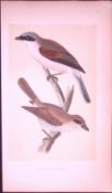 Red- Backed Shrike Bird- Rev Morris First Edition Antique Woodblock Engraving-34
