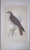 Buzzard Bird- Rev Morris First Edition Antique Woodblock Engraving-7