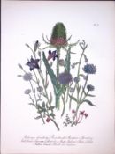 Rare 165-Yr-Old Antique Wildflower Gilt-Edged Illustration Jane Webb Loudon-41-A