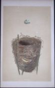 Rev Morris Reed Warbler Bird Nest & Egg Antique Woodblock Engraving-70