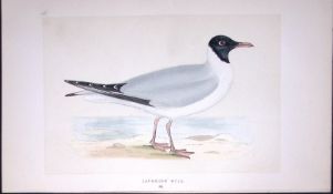 Laughing Gull Bird- Rev Morris First Edition Antique Woodblock Engraving-204