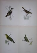 Job-Lot Rev Morris History of British Birds 130 Yrs-Old Antique Engravings-16