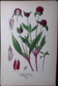 Globe Amaranth Edward Step Rare Antique Botanical Book Plate-232