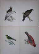 Job-Lot Rev Morris History of British Birds 130 Yrs-Old Antique Engravings-12