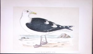 Great Black-Backed Gull Bird- Rev Morris First Edition Antique Woodblock Engraving-209