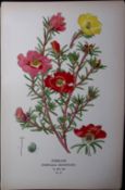 Purslane Edward Step Rare Antique Botanical Book Plate-43