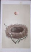 Rev Morris Red Shrike Bird Nest & Egg Antique Woodblock Engraving-4a