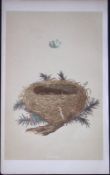 Rev Morris Dartford Warbler Bird Nest & Egg Antique Woodblock Engraving-77