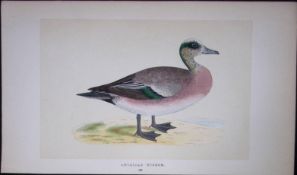 American Wigeon Duck Bird- Rev Morris First Edition Antique Woodblock Engraving-92
