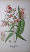 Royle’s Balsam Edward Step Rare Antique Botanical Book Plate-60
