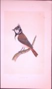 Crested-Tit Bird- Rev Morris First Edition Antique Woodblock Engraving-38