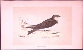 Sand Martin Bird- Rev Morris First Edition Antique Woodblock Engraving-132