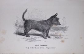 Skye Terrier British Dogs by Hugh Dalziel 1889 Antique Book Plate-63
