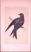Purple Martin Bird- Rev Morris First Edition Antique Woodblock Engraving-130