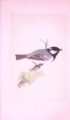 Cole-Tit Bird- Rev Morris First Edition Antique Woodblock Engraving-37