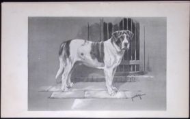 St Bernard Smooth Coated Antique Book Plate Rawdon Lee Modern Dog 1894-3